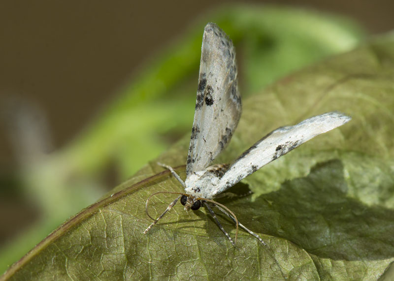 Eupithecia centaureata - Geometridae